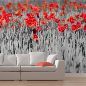 Fototapet - Red poppies on black and white background 250x193 cm
