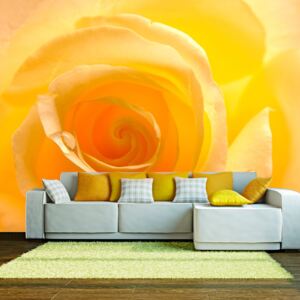 Fototapet Bimago - Yellow rose + Adeziv gratuit 200x154 cm