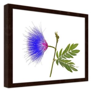 CARO Imagine în cadru - Blue-Pink Flower 40x30 cm Maro