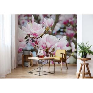 Fototapet - Magnolia Flowers Vliesová tapeta - 416x254 cm