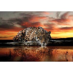 Leopard Fototapet, (152.5 x 104 cm)