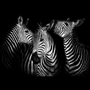 Buvu Fototapet vlies: Zebre (4) - 184x254 cm