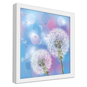 CARO Imagine în cadru - Dandelion On A Blue Background 30x30 cm Alb