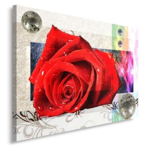 CARO Tablou pe pânză - Red Rose 50x40 cm