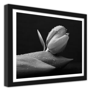 CARO Imagine în cadru - Water Drops On A Tulip 40x30 cm Negru