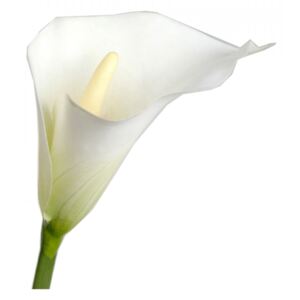 Floare artificiala din fier si plastic 65 cm Arum Calla Lily Lou de Castellane