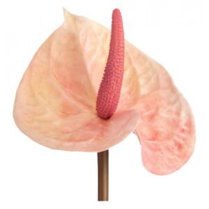 Floare artificiala din plastic 66 cm Anthurium Elegance Lou de Castellane
