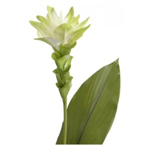 Floare artificiala alba/verde din plastic 62 cm Curcuma Tropica Lou de Castellane