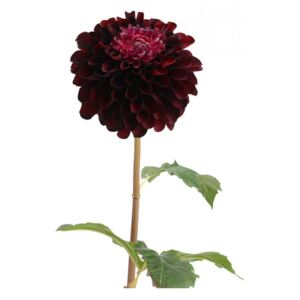 Floare artificiala rosu inchis din poliester 55 cm Dahlia Bowl Lady Lou de Castellane