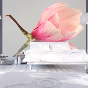 Fototapet - A lonely magnolia flower 350x270 cm