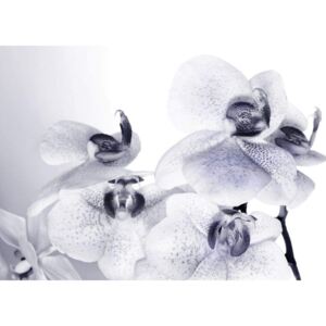 Fototapet floral AG Design FTS1306