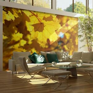 Fototapet Bimago - Sunlight on leaves of the maple + Adeziv gratuit 200x154 cm