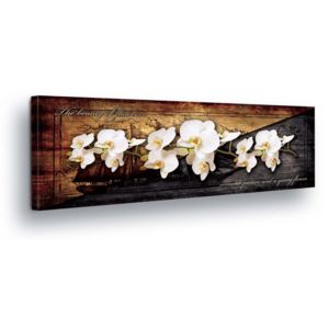 GLIX Tablou - White Flower Decoration in Gray-Brown Background 45x145 cm