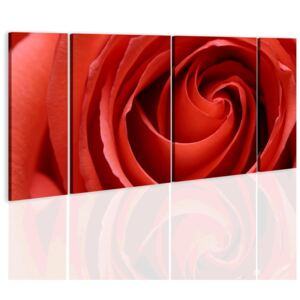 Tablou Bimago - Passionate rose 60x30