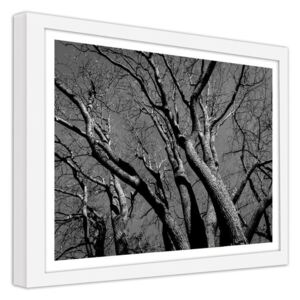 CARO Imagine în cadru - The Crown Of The Tree 2 50x40 cm Alb