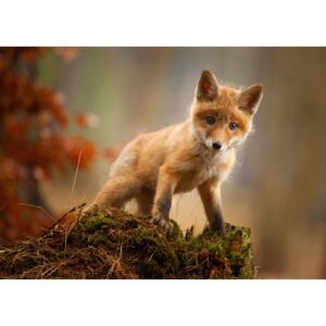 Fox, (128 x 96 cm)