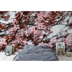Fototapet - Beautiful Blossoms Vliesová tapeta - 368x254 cm