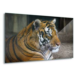 Tablou pe sticlă - Tiger Beauty 100x75 cm