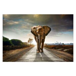 Styler Tablou pe sticlă - Elephant 120x80 cm