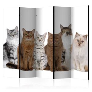 Bimago Paravan - Sweet Cats 225x172 cm