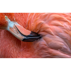 Fotografii artistice Flamingo Close Up, Xavier Ortega