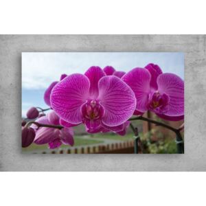 Tablouri Canvas Flori - Orhidee inflorite