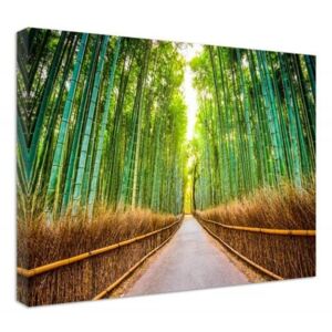 CARO Tablou pe pânză - Bamboo Forest 40x30 cm