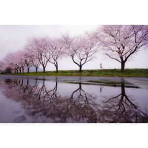 Artă fotografică Rain of spring, Kouji Tomihisa