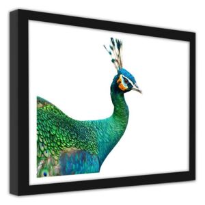 CARO Imagine în cadru - Peacock'S Head 70x50 cm Negru