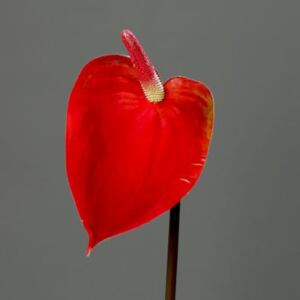 Floare artificiala Flamingo rosie - 75 cm