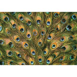 Peacock Feathers Fototapet, (368 x 254 cm)