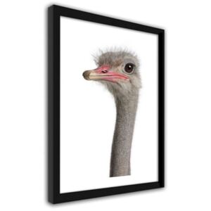 CARO Imagine în cadru - Ostrich'S Head 30x40 cm Negru