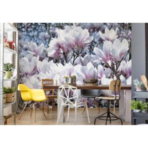 GLIX Fototapet - Flowers Magnolia Papírová tapeta - 184x254 cm
