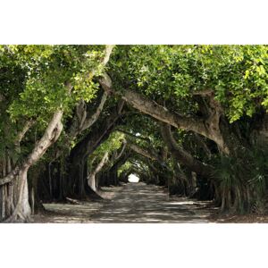Fotografii artistice The Beautiful Banyan Tree, Philippe Hugonnard