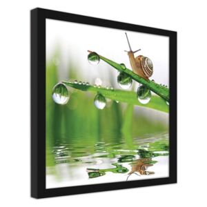 CARO Imagine în cadru - A Snail On Dewy Grass 20x20 cm Negru