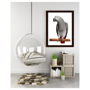 CARO Imagine în cadru - African Gray Parrot 30x40 cm Maro