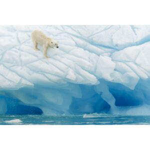 Fotografii artistice Polar Bear, Joan Gil Raga