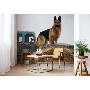 Fototapet - German Shepherd Dog Vliesová tapeta - 208x146 cm