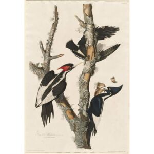 Ivory-billed Woodpecker, 1829 Reproducere, John James (after) Audubon