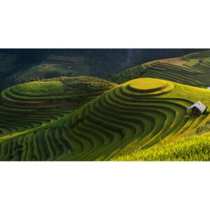 Fotografii artistice Gold Rice Terrace In Mu Cang Chai,Vietnam, Jakkree Thampitakkull
