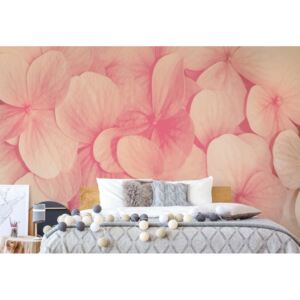 Fototapet - Pink Flowers Papírová tapeta - 184x254 cm
