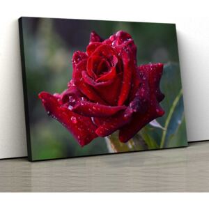 Tablou Canvas - Trandafir Rosu 30x50cm (80,00 Lei)
