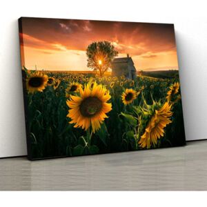 Tablou Canvas - Sunflower 30x50cm (80,00 Lei)