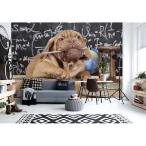 Fototapet GLIX - Puppy Professor + adeziv GRATUIT Tapet nețesute - 416x254 cm