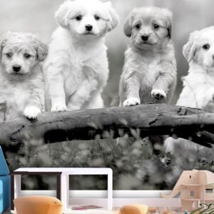 Fototapet - Four Puppies